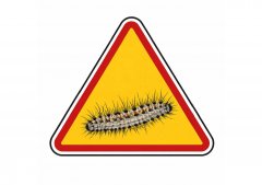 Eichenprozessionsspinner